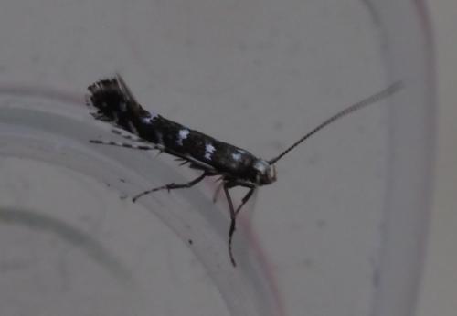 Réf. 265 351 : Parectopa ononidis